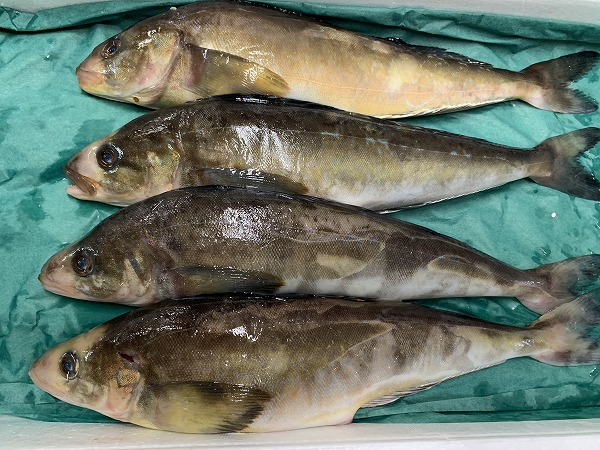 根ホッケ 巻網 八面六臂