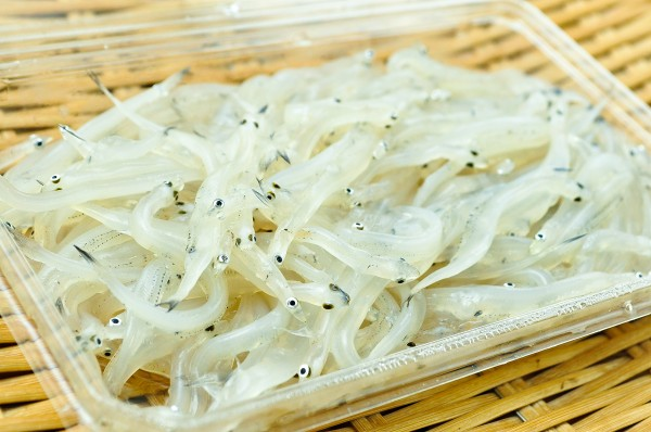 シラウオ 八面六臂