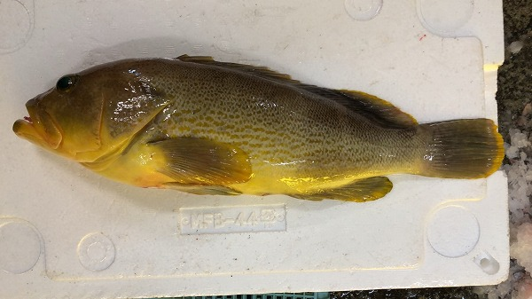 アオハタ キハタ 八面六臂