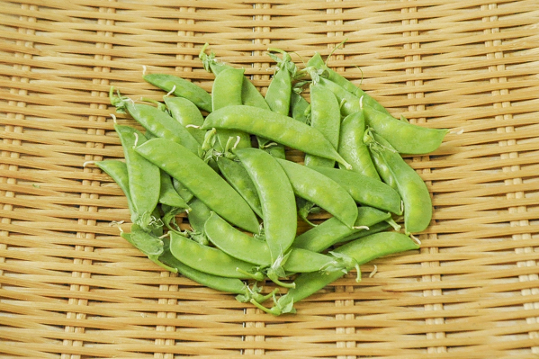 絹さや 八面六臂