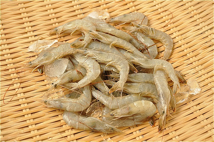 芝エビ 八面六臂