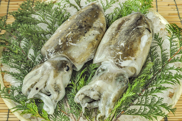 モンゴウイカ 八面六臂