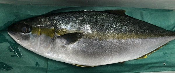 ヒラマサ 八面六臂