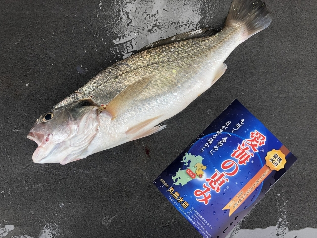 シログチ イシモチ 底曳網 八面六臂