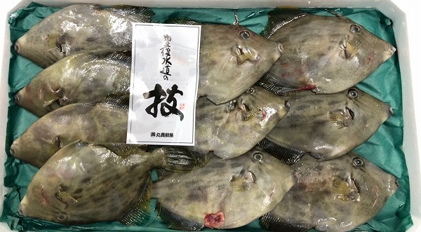 カワハギ 八面六臂