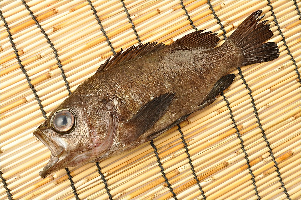 エゾメバル 八面六臂