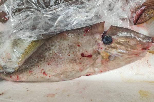 ウスバハギ 釣物 八面六臂