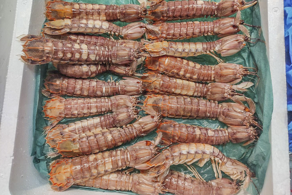 シャコ 八面六臂