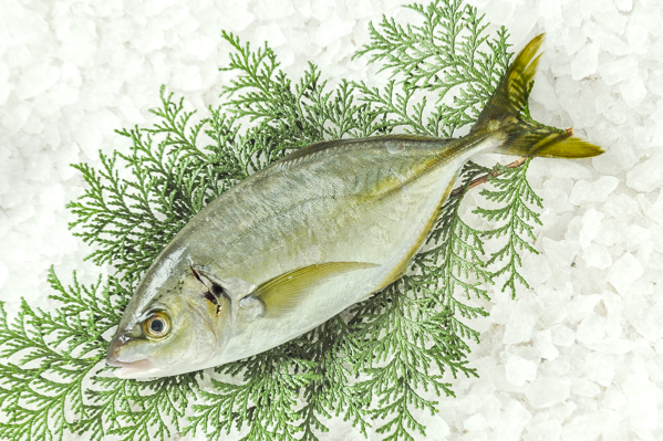 シマアジ 八面六臂