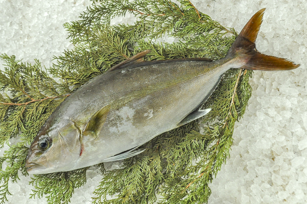 ヒレナガカンパチ 釣物 八面六臂