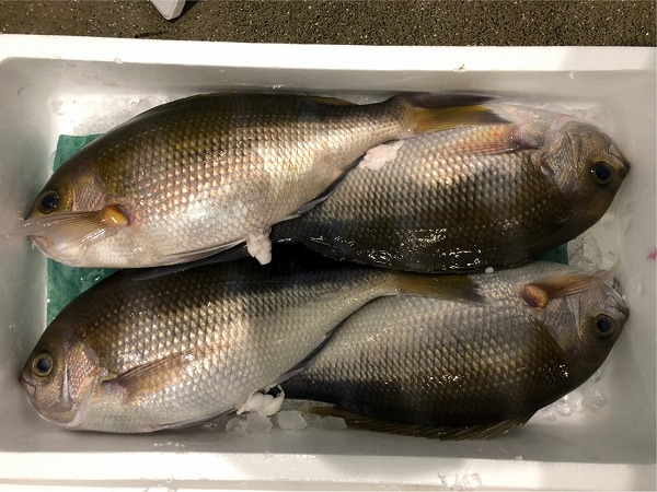 アオダイ 八面六臂