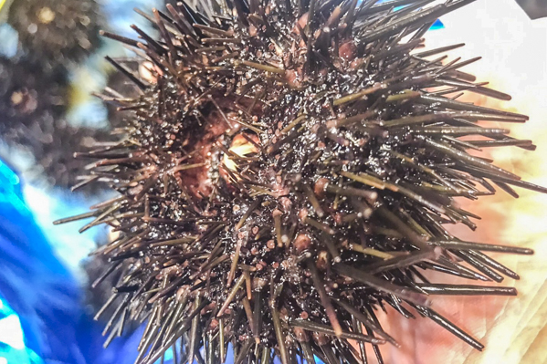 殻付きムラサキウニ 畜養 八面六臂