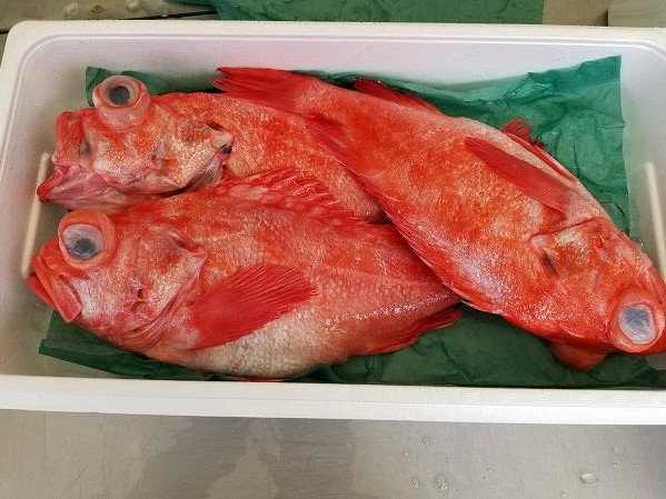 アコウダイ 釣物 八面六臂