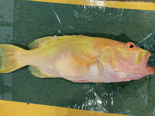 アブラボウズ 八面六臂