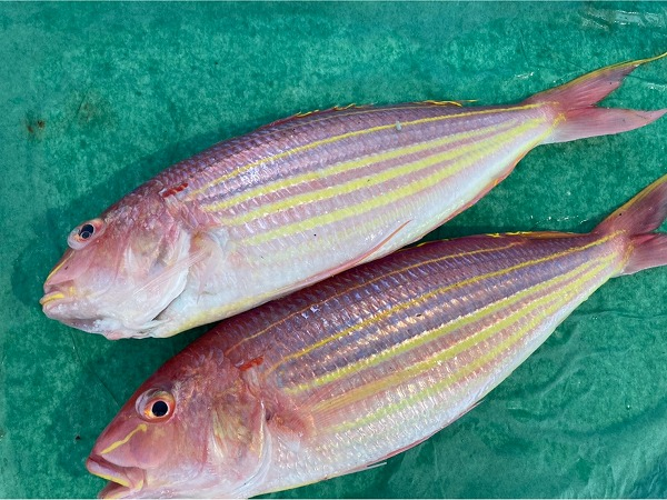 イトヨリダイ 八面六臂