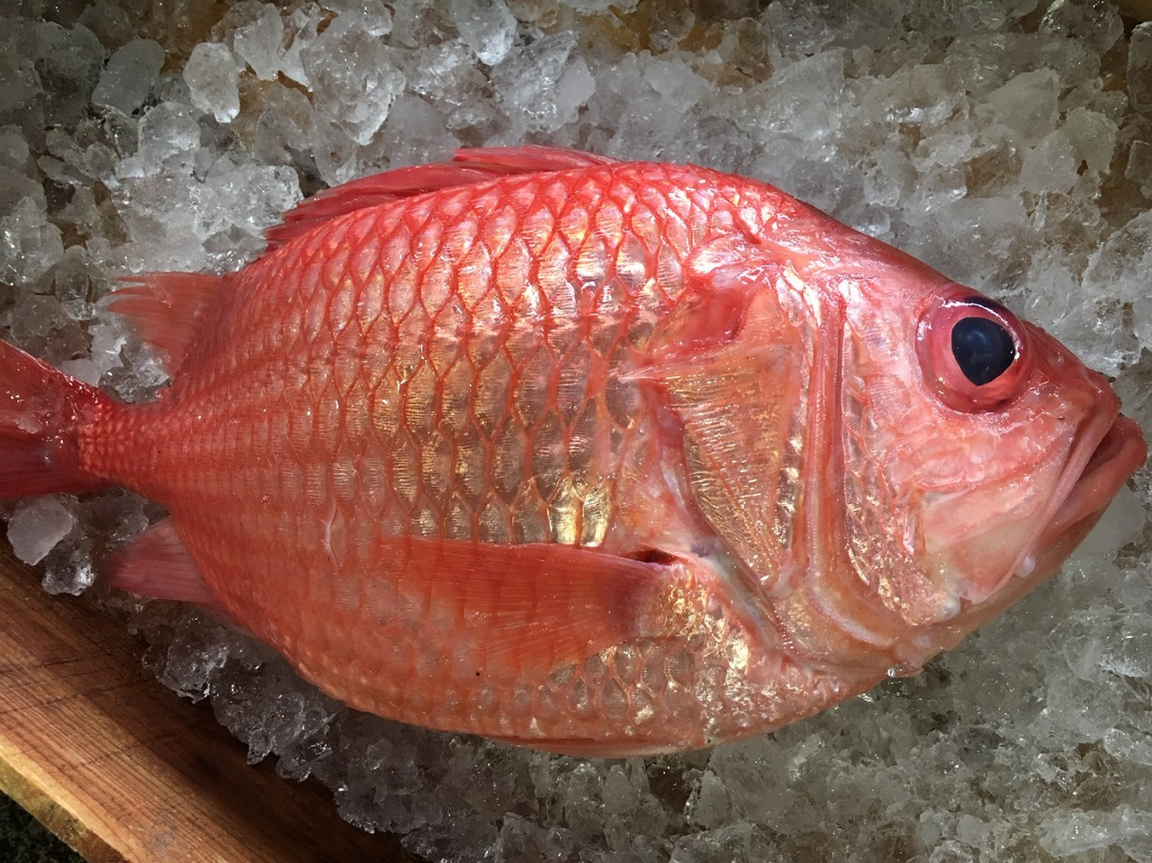 厳選 活〆神経抜きエビスダイ 定置網 八面六臂