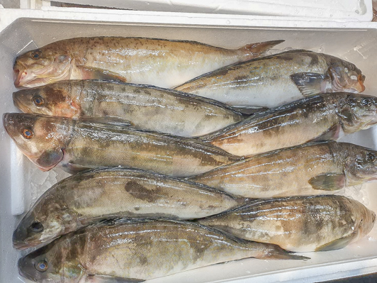 活〆根ホッケ 八面六臂