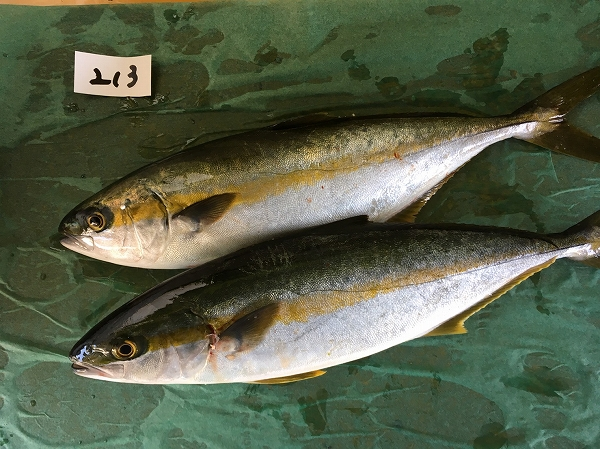 ヒラマサ 八面六臂