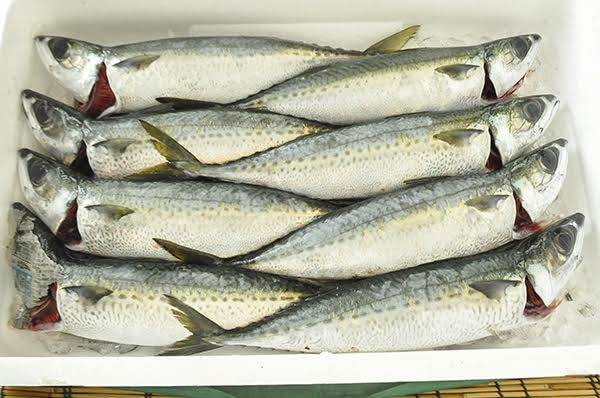 双剣鯖 八面六臂