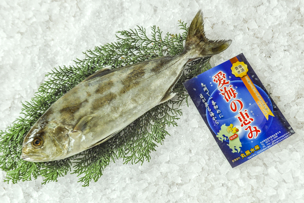 アブラボウズ 八面六臂