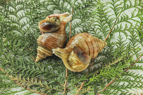 タコツブ貝 八面六臂