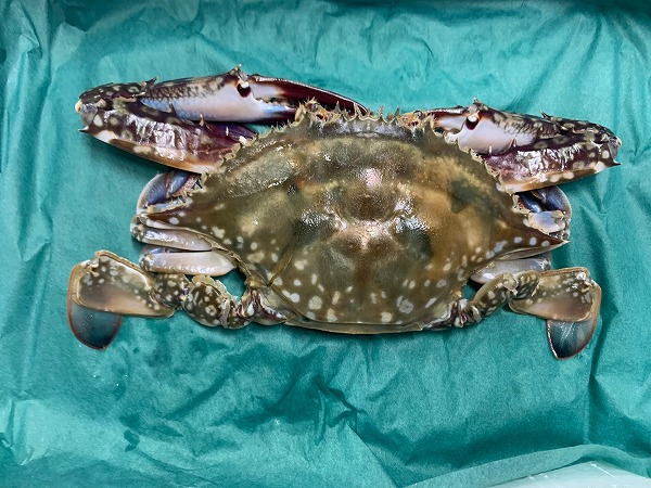 再値下げ 函館直送ワタリガニ３ 新しいコレクション Www Psic Org Pk