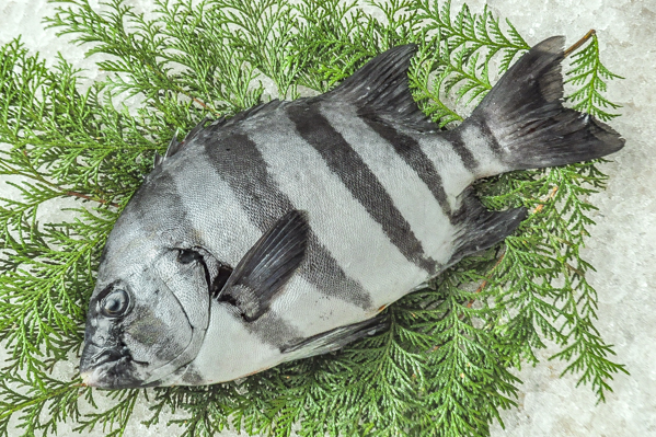 イシダイ 釣物 八面六臂