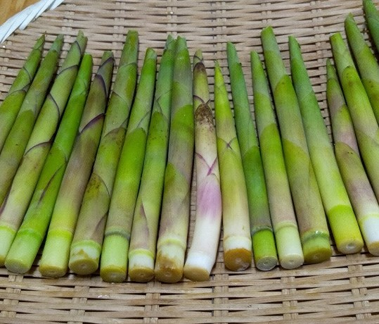 タケノコ 八面六臂