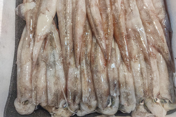 子持ちヤリイカ 八面六臂