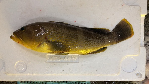 アオハタ キハタ 八面六臂