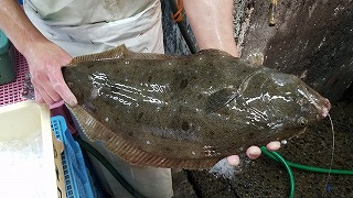 活〆養殖ヒラメ 八面六臂