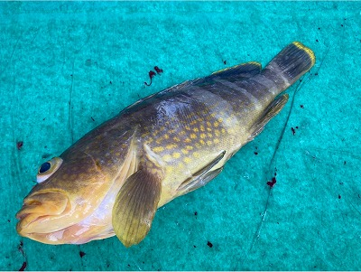 アオハタ キハタ 八面六臂