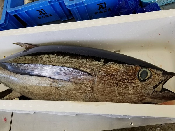 ビンチョウマグロ 八面六臂
