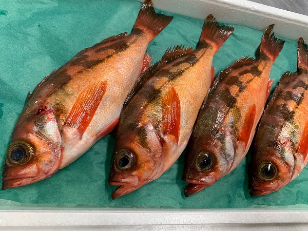 メバル 日戻り 八面六臂