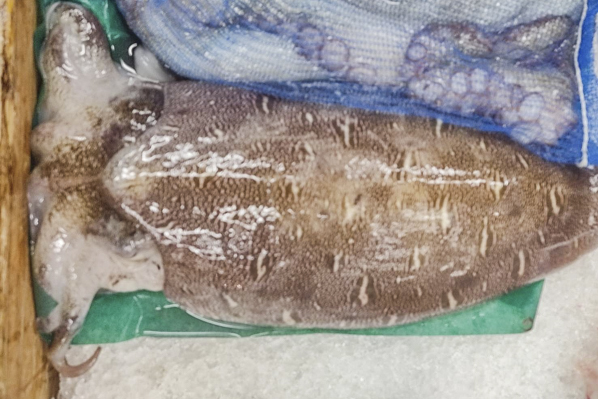 カミナリイカ モンゴウイカ 八面六臂