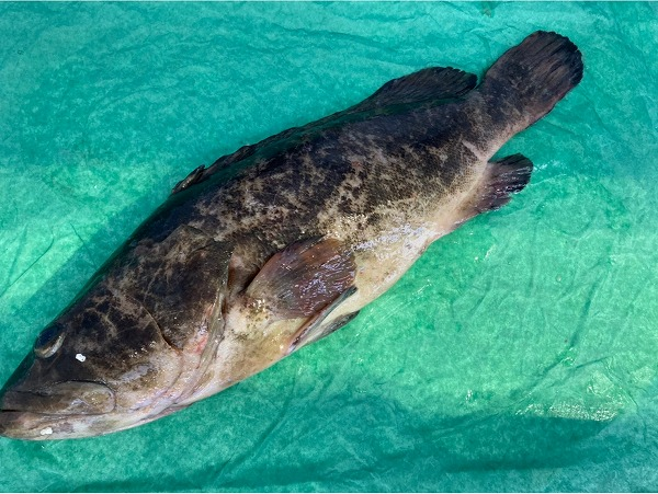 活〆天然釣クエ 福岡 八面六臂