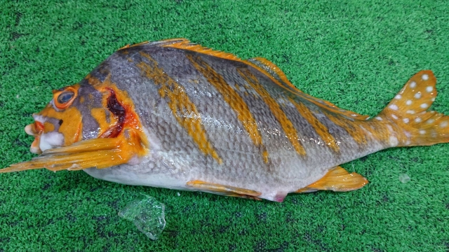 タカノハダイ 八面六臂