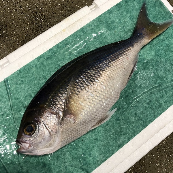 アオダイ 八面六臂