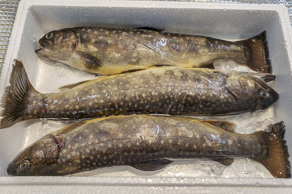 イワナ 養殖 八面六臂