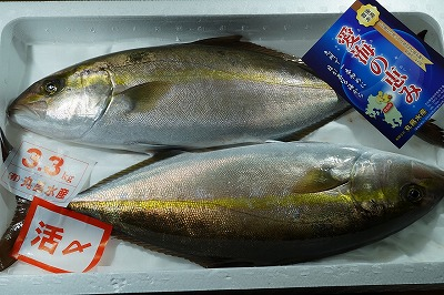 カンパチ 八面六臂