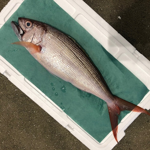 オオグチイシチビキ 釣物 八面六臂
