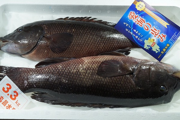 カンダイ コブダイ 刺網 八面六臂