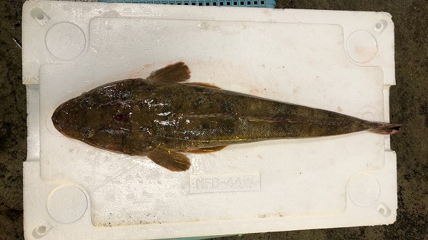 マゴチ 八面六臂