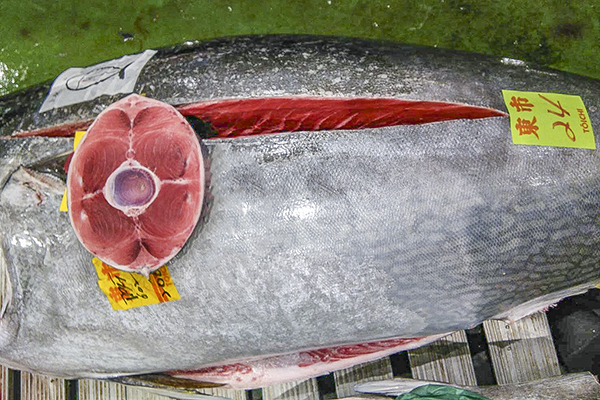 クロマグロ 本マグロ 八面六臂