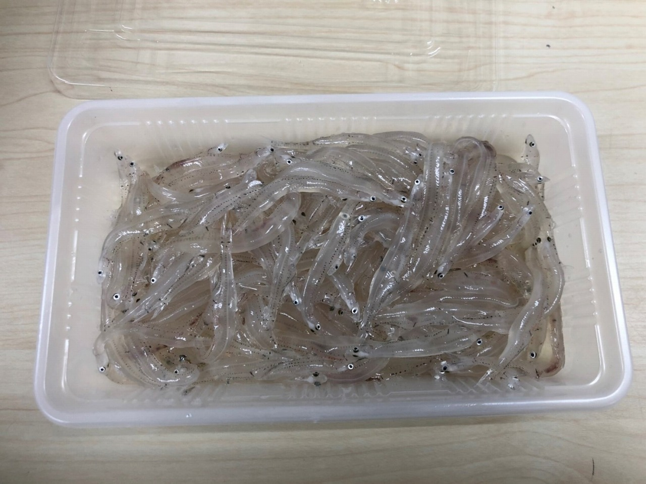 生白魚 八面六臂