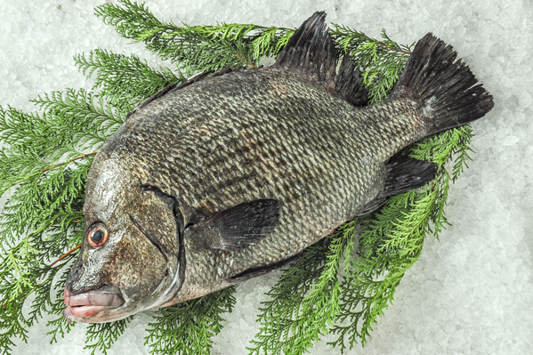 ヒゲダイ 半身 八面六臂