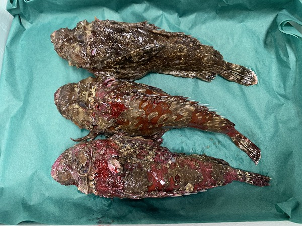 オニオコゼ 八面六臂