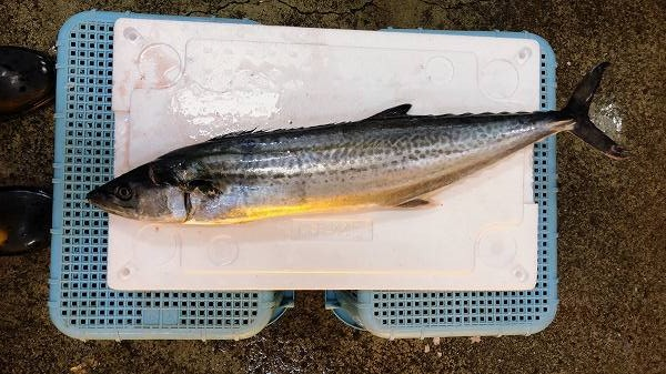 サワラ 八面六臂