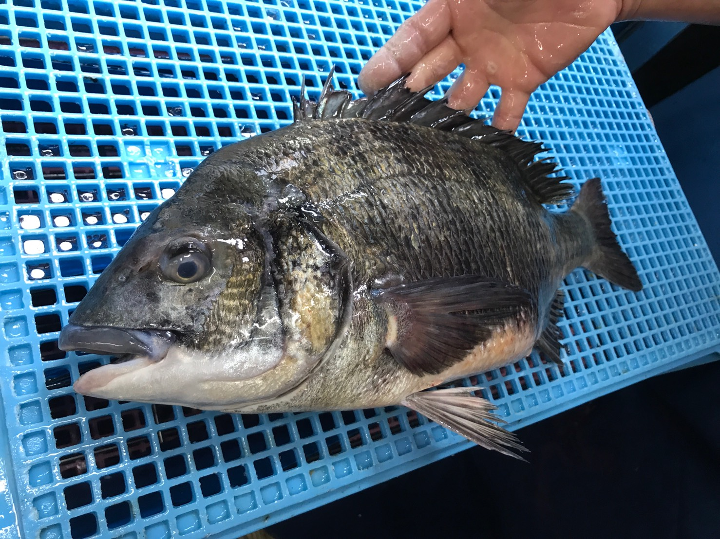 クロダイ 浜〆 八面六臂