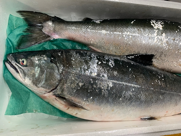 本マス サクラマス 刺網 八面六臂